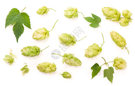 新鲜的绿色香草树枝 在白色背景上被隔绝 泡甜点做啤酒和面包麦芽草本植物味道植物学酒精生长锥体香气啤酒厂香料图片