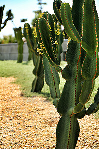 花园中的Euphorbia因子仙人掌植物三角形天空烛台沙漠树干维护病虫害脊柱植物学晴天图片