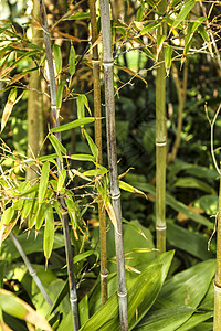 葡萄园里的黑竹子丛林黑质气候生物植物牧歌文化毛竹蔬菜芦苇图片