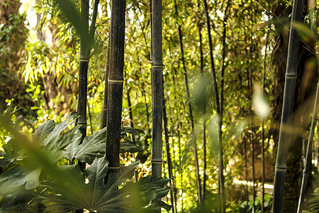 葡萄园里的黑竹子蔬菜文化生物黑质花园芦苇丛林森林牧歌植物图片
