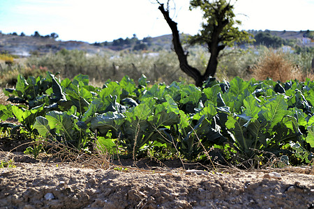 种植园滴管素食蔬菜生活农贸市场环境美食生长叶绿素绿叶图片