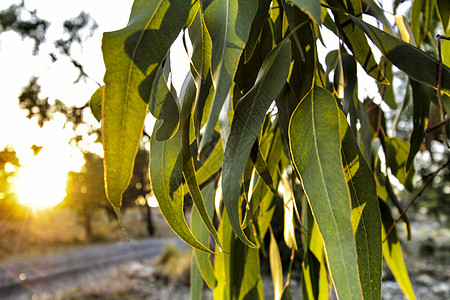 Eucalyptus 在山上叶子的纹理植物群植物阳光生长香味药品皮肤雨林绿色环境图片