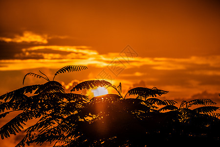 美景的落日照片在哥斯大黎加的辣椒叶后海洋热带地平线棕榈自然天空海滩太阳旅行天堂图片