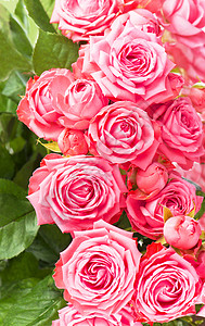 美丽的花卉花卉背景粉红色的玫瑰花花束背景假期植物花瓣婚姻温泉庆典热情花园植物群纪念日图片