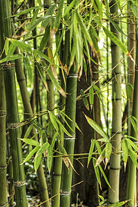 森林插画美丽的竹藤林生态植物生物花园竹子种植园森林生长丛林热带背景
