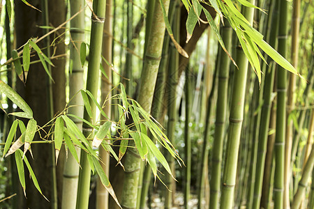美丽的竹藤林叶子丛林文化森林植物群种植园竹子植物树林生长图片