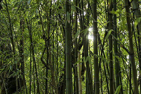 美丽的竹藤林植物群精神树林木头森林花园竹子叶子力量树枝图片