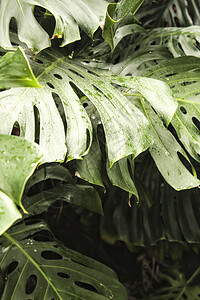 前卫的五颜六色的龟背竹植物群生活植物学美味宏观佳肴雨林森林领口丛林图片