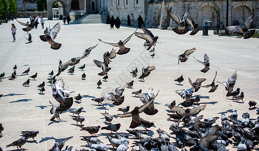 可爱的野鸽鸟生活在城市环境里存活飞行概念摄影斗争面包粮食营养自由野生动物图片