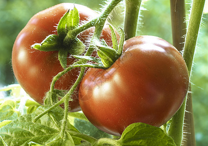 天然番茄温室厨房食物西红柿生长饮食花园植物采摘家庭图片