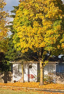 秋天的家庭屋和多彩的树叶子公园木头建筑城市建筑学草地树叶场景村庄图片