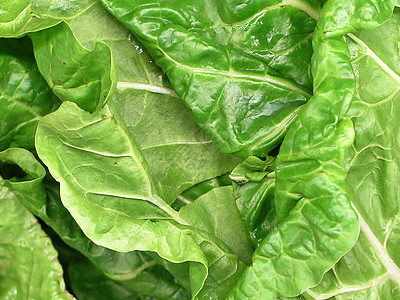 菠菜团纤维树叶植物学烹饪生产营养农业生长食品饮食图片