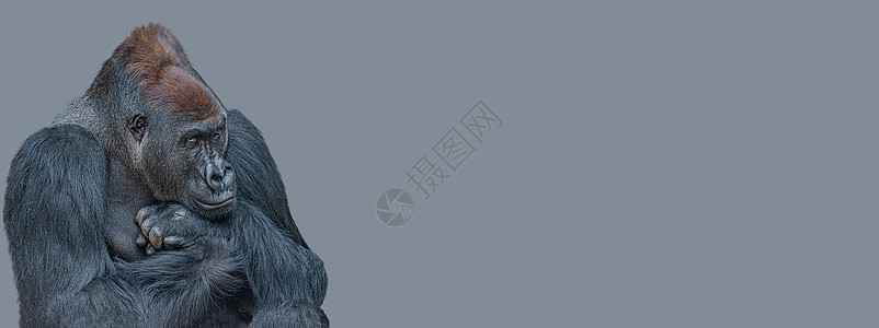 横幅上有一只非常强大但冷静的阿尔法雄性非洲大猩猩 在灰色纯色背景下思考着什么 悲伤或沮丧 有复制空间科学野生动物动物人猿灵长类警图片