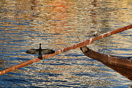 观船和鸟杜罗河岸的黑焦兰日光浴涉水荒野海岸野生动物主题码头鸬鹚观鸟海鸟银行背景