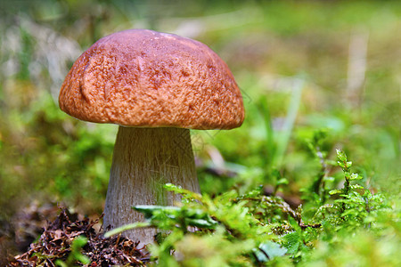 树林里的一朵美丽的蘑菇 天然的多彩背景苔藓宏观森林常委场景季节包子植物菌类木头图片