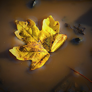 秋天的自然概念 水池中美丽的黄叶蓝色植物森林下雨天反射叶子环境天气公园落叶图片