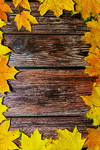 与色的叶子的秋天背景在木板 平面布局 viewcopy 空间植物黄色季节性橡木卡片假期乡村框架森林边界图片