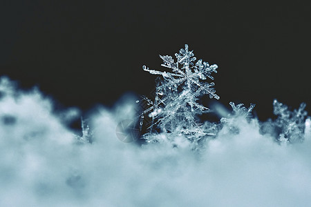 雪花 真正的雪水晶宏观照片 美丽的冬季背景季节性自然与冬季天气季节火花自然六边形薄片星星蓝色水晶宽慰图片