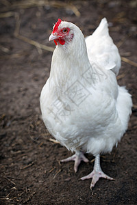 白鸡羽毛红色白色眼睛农场宠物花园农业小鸡乡村图片