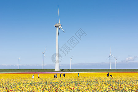 在荷兰风力涡轮机附近的黄郁金香田工作的人背景图片