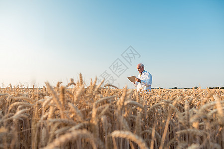 从事粮食试验田跟踪数据研究的农业科学家质量控制质量电脑科学生物基因男人测试小麦农民图片