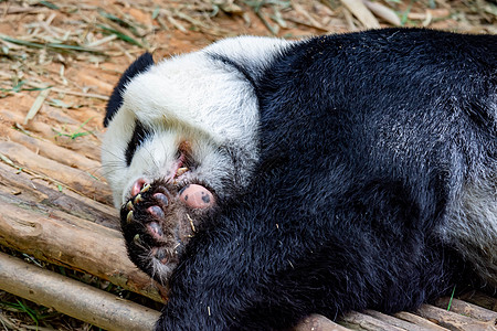 成年大熊猫熊感到懒惰 睡在 zo 的木头上卡通片公园野生动物栖息地濒危动物园竹子婴儿插图森林图片
