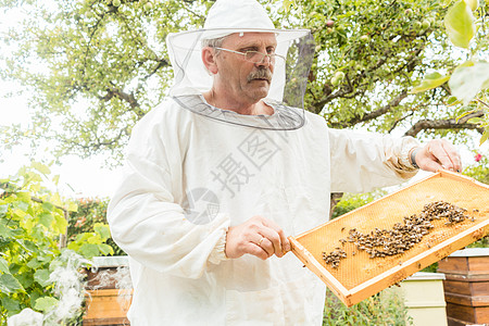 猕猴桃果园养蜂人手里拿着蜜蜂的蜂窝农业梳子殖民地蜂蜜蜂巢帽子框架蜂房养蜂业果园背景