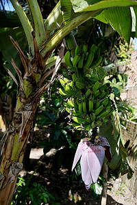 香蕉果园车前草农业食物植物营养叶子文化栽培环境水果图片