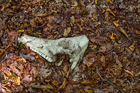 森林中的动物头骨图片