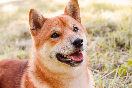 秋田犬在公园散步 漂亮的狗 夏天和狗一起散步 草地上的狗 印刷产品的狗照片概念 可爱的狗日历晴天幸福宠物小狗犬类哺乳动物朋友柴犬图片