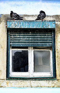 站在里斯本旧窗户上的鸽子建筑动物群旅行羽毛框架眼镜正方形城市玻璃动物图片