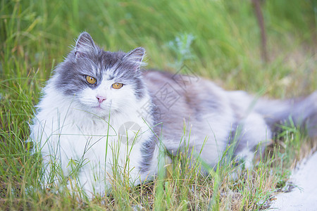 青草地上有黄眼睛的毛猫图片