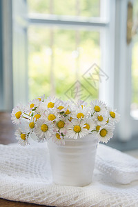 小菊花田黄色白色季节性香水花瓶花瓣植物群图片