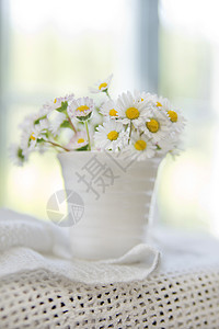 小菊花田花瓶黄色白色植物群季节性花瓣香水图片