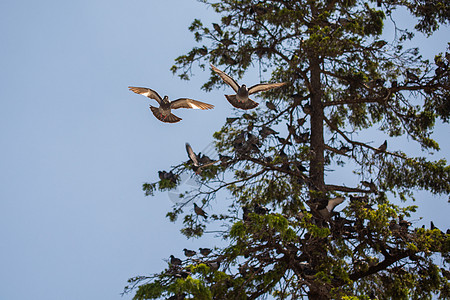 在天上飞翔的可爱野鸽鸟 生活在城市环境中街道面包斗争羽毛鸟类动物正方形鸽子自由公园图片