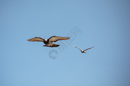 在天上飞翔的可爱野鸽鸟 生活在城市环境中岩石斗争翅膀动物羽毛鸟类公园街道灰色飞行图片