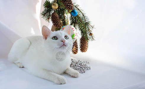 新年前夜 2022  一只好奇的白色猫坐在圣诞树花束旁边宠物毛皮哺乳动物猫科动物动物新年礼物小猫贺卡庆典图片