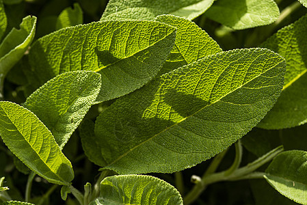 白树叶细节食物叶子香料疗法树叶胡椒木头草本植物植物学药品图片