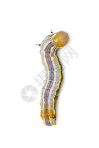 黄头蝴蝶毛虫在白色背景上被孤立的图像 动物 昆虫生物学斑点幼虫青虫滚筒生物花园宏观矫形器条纹图片