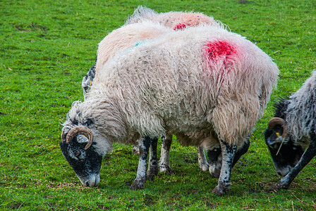 绿草上草原上的羊群白色羊肉农场图片