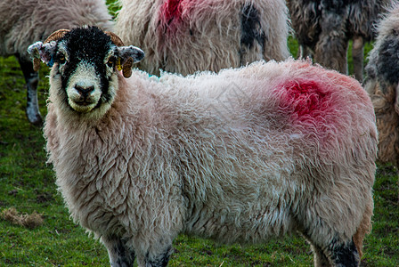 绿草上草原上的羊群白色农场羊肉图片