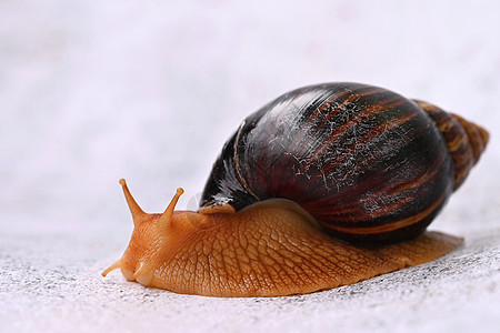 非洲蜗牛 美丽的陆地蜗牛   水象动物的详情眼睛粘液温泉宏观鼻涕虫环境食物螺旋运动宠物图片