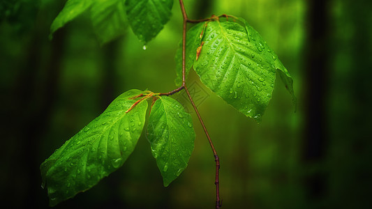 森林中含水滴的深绿色树叶图片