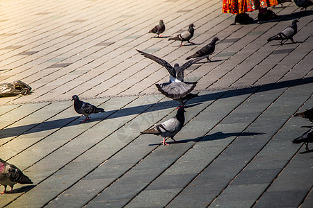 可爱的野鸽鸟生活在城市环境里粮食正方形面包街道存活斗争喷泉自由营养生存图片