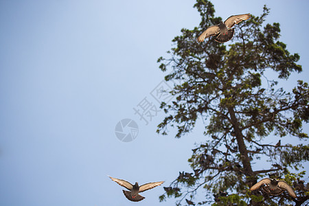 在天上飞翔的可爱野鸽鸟 生活在城市环境中面包自由动物荒野飞行生存灰色街道摄影斗争图片