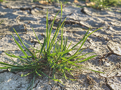 干燥气候造成的裂缝 硬干粘土上的干草草地地球草皮沙漠损害不育地面干旱天气生态黏土图片
