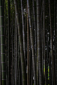 夏季背景 竹竹竹子木头植物森林图片