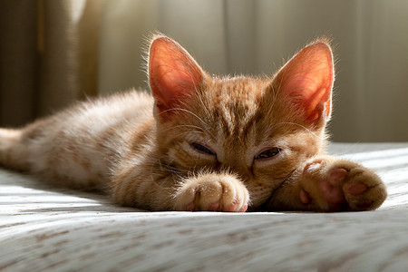 一只美丽的小红小猫咪睡在沙发上爪子晶须长椅房子休息动物猫科动物婴儿小猫毛皮图片