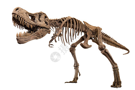 独处背景的暴龙雷克斯骨架 嵌入剪报路径侏罗纪骨骼化石牙齿身体动物博物馆科学食肉雕像图片