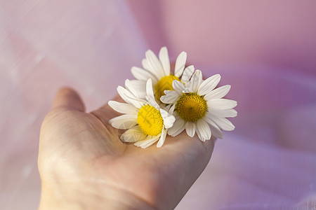 浅色背景上有白色雏菊的女人的手 概念 柔软 柔嫩 抗衰老 运动自如 天然产物产品广告蕨类植物温泉润肤治疗美容内阁洋甘菊图片